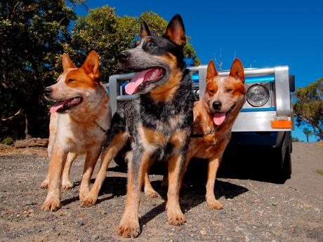 Best breed of dog for outlet hiking